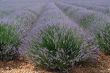 Valensole 17