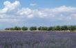 Valensole 18