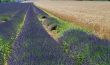 Valensole 2