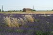 Valensole 20