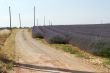 Valensole 21
