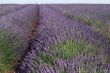 Valensole 22