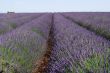 Valensole 24