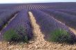 Valensole 26