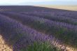 Valensole 28