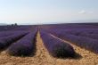 Valensole 29