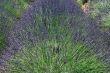 Valensole 3