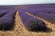 Valensole 30