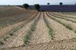 Valensole 31