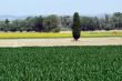 Valensole 32