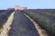 Valensole 36