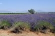 Valensole 37