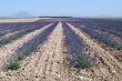 Valensole 38