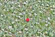 tulip