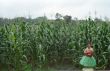 Corn Stalks