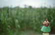 Corn Stalks