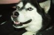 Husky