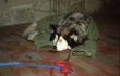Sleeping Dog