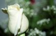 White Rose