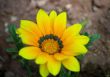 Yellow Flower