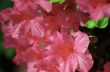 Pink Azaleas