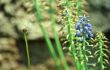 Blue Flower
