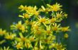 Yellow Flowers