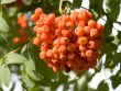 Rowan