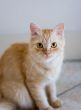 Rufous cat on ceramic tile floor #1