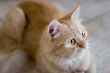 Rufous cat lying on ceramic tile floor and look forward #2