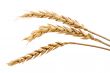 Three stands of wheat