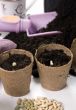 Planting seeds 1