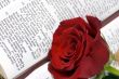 Bible and Rose 3