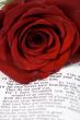 Bible and Rose