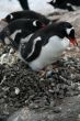 Penguin guarding her nest and egg