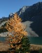 Larch with lake & glacier