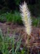 Timothy-grass