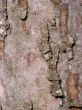 Magnolia tree bark
