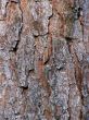 Pine tree bark pattern