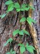Pine tree Bark with Vine