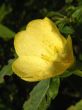 Morning Primrose
