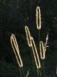 Timothy-grass silhouette