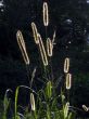 Timothy-grass silhouette