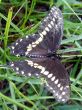 Swallowtail