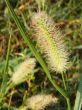 Timothy-grass