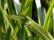 Anole on leaf