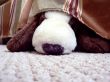 stuffed animal under bed 4
