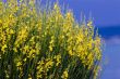 yellow spanish broom on blue sky