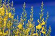 yellow spanish broom on blue sky