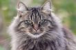 wild looking cat